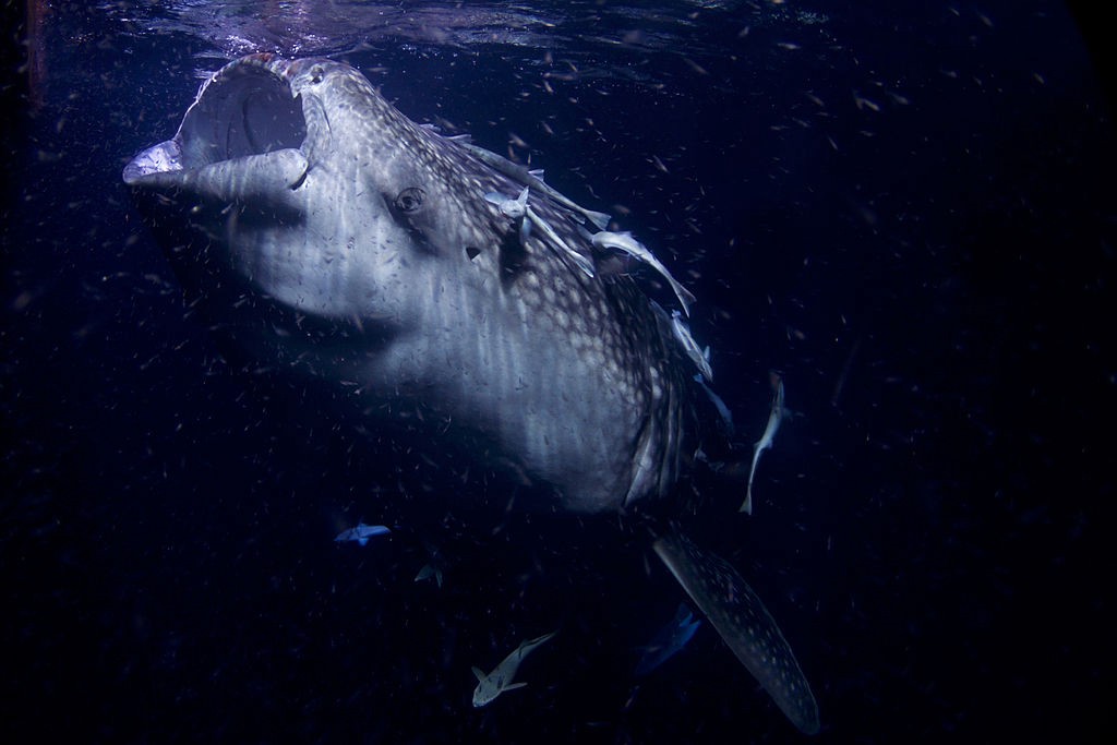 A whale shark swimming around in some data = Data Driven? Think again