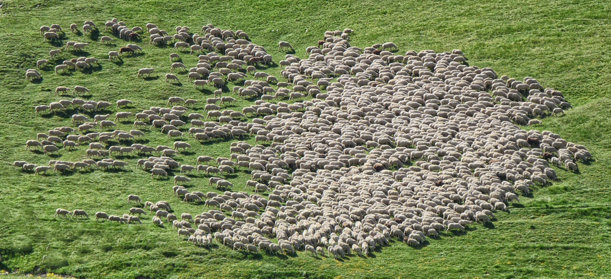 Овца вид сверху