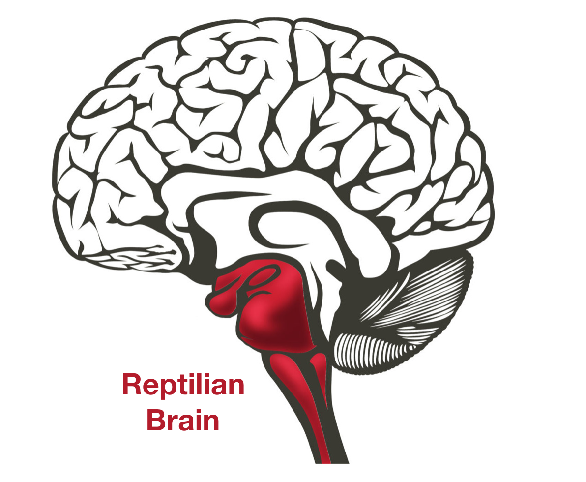 Reptilian brain vs mammalian brain