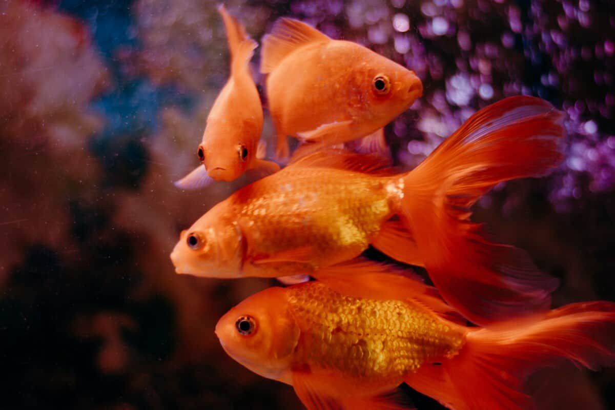 Do Goldfish Sleep Like Humans Do? – No Eyelids, No Problem