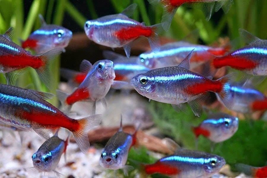 Finding Nemo? No, it’s finding the real MVP – Neon Tetra!